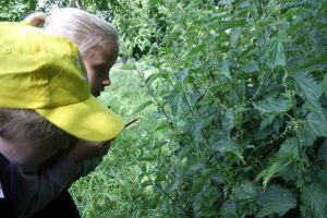 Hedgerow survey