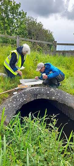 urban watercourse invertebrate survey