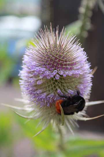 Bee on teasle